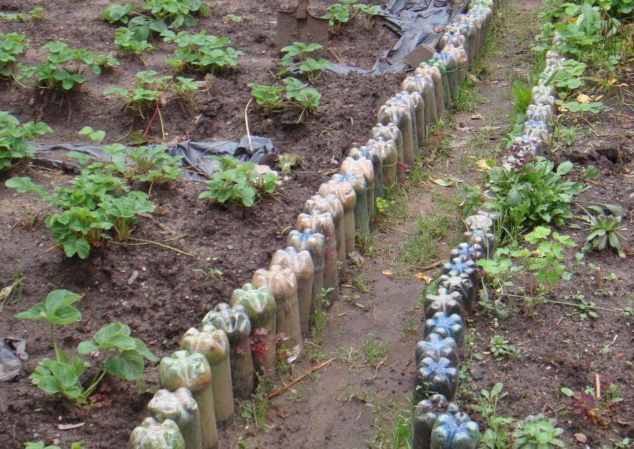 Садовая земляника на грядке из пластиковых бутылок
