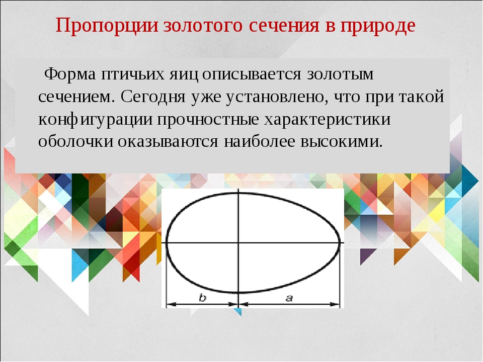 Золотое сечение проект вывод