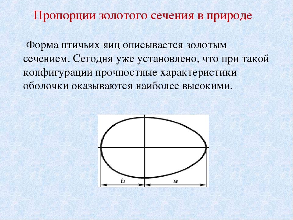 Пропорции яйца. Соотношение золотого сечения в природе. Золотое сечение пропорция. Золотая пропорция в природе. Пропорции золотого сечения в природе.