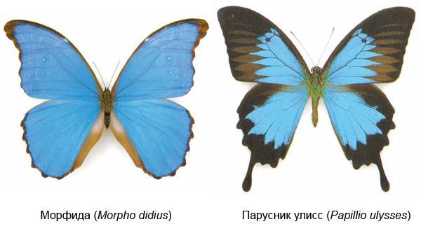 Из книги Л. В. Каабака «Бабочки мира». Фото: А. Сочивко