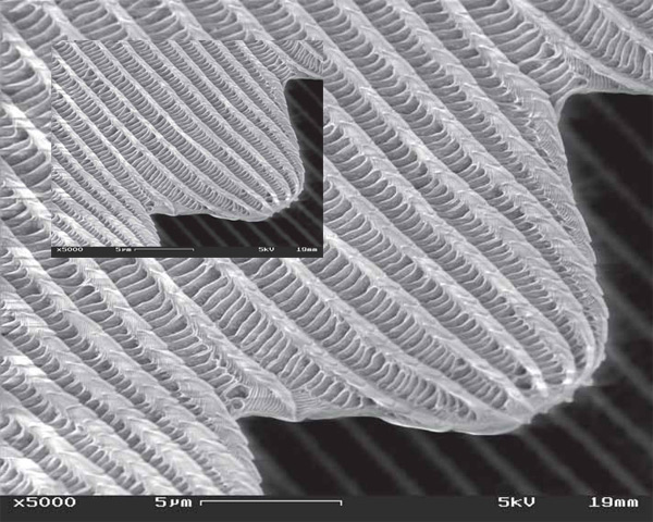 Рис. 1 Поверхность крыла бабочки под электронным микроскопом. Изображение: «Химия и жизнь»