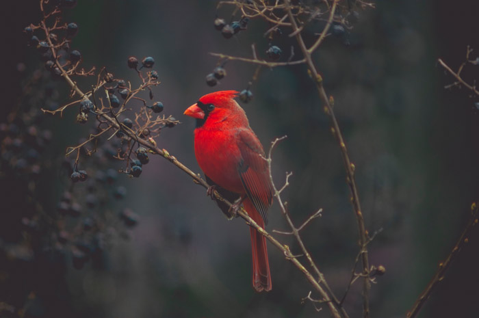 A red bird perched on a tree taken with a telephoto lens 