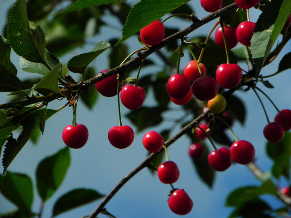 Sour cherry fruits on a tree branch