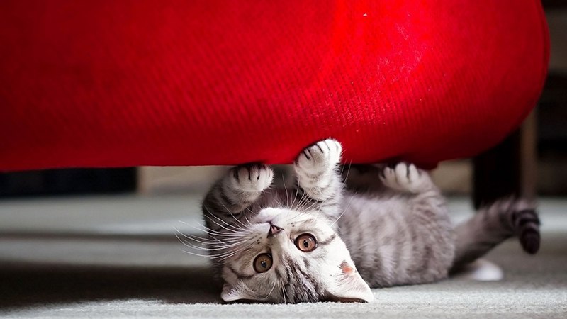 Как отучить кота точить когти об мебель