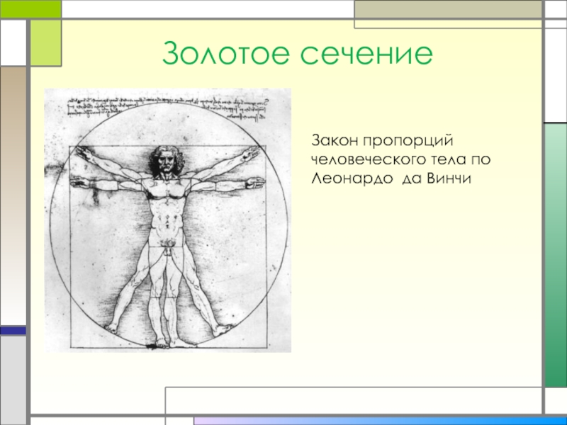 Золотое сечение в жизни человека проект